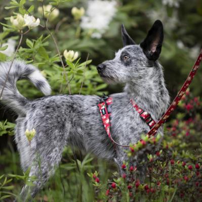 Comment bien choisir la couleur du collier pour le chien gris ?