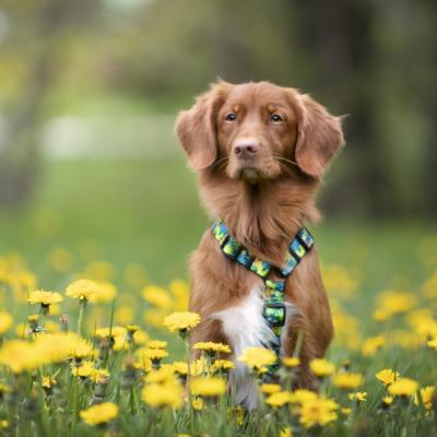 Chien roux ou marron - quelle couleur d'accessoires lui va le mieux?