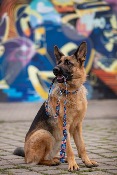 ORANGE SPLASH collier fun pour chien