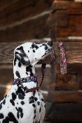 WOODSTOCK collier chien coloré
