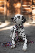 WOODSTOCK collier chien coloré