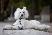 GRAPHIC STYLE collier chien noir et blanc
