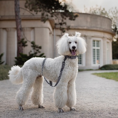 Comment bien choisir la couleur des accessoires pour le chien blanc ? 