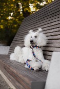 ORANGE SPLASH collier fun pour chien