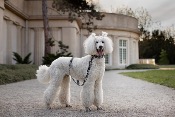 GRAPHIC STYLE collier chien noir et blanc